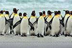 Penguins-R.jpg